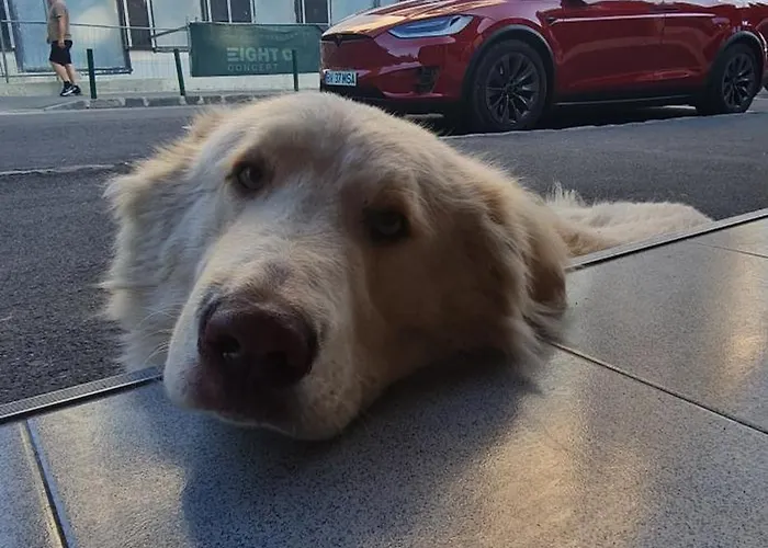 Apartment Hanul Din Poiana Poiana Brasov